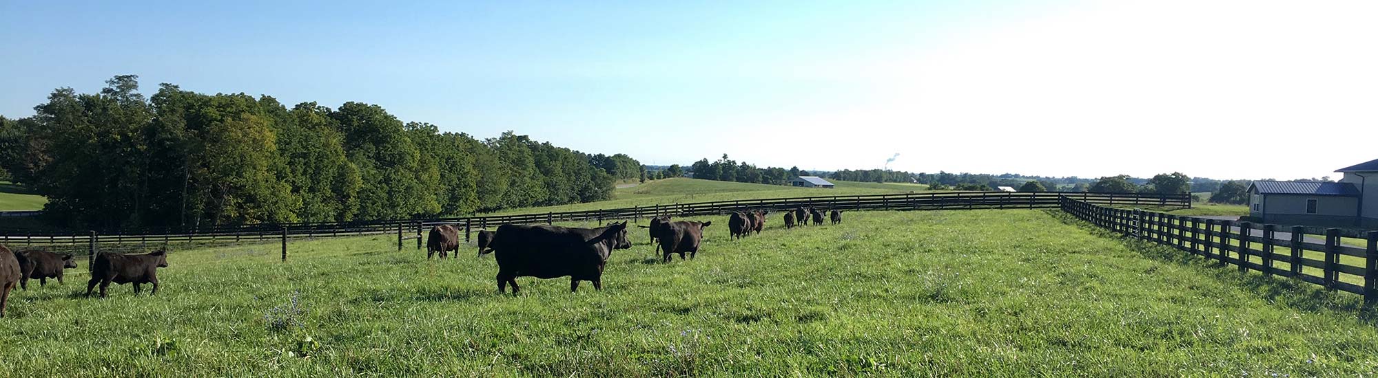 Cows in pasture