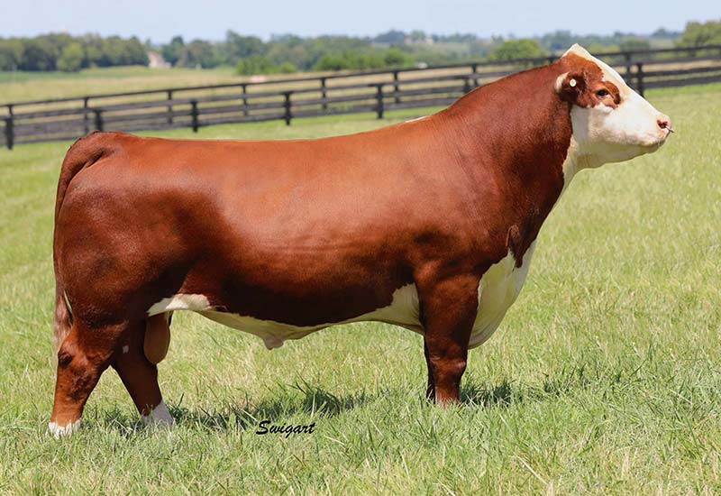 Hereford Sires